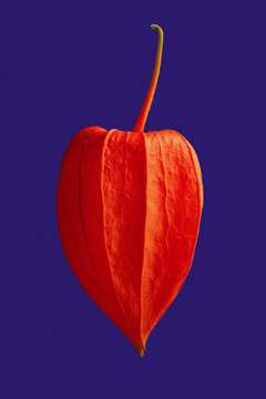 Close up of bright orange physalis floating against vibrant blue background

