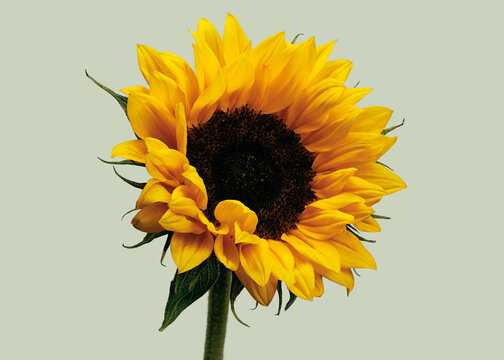 Close up studio shot of beautiful, bright yellow sunflower on pale green background
