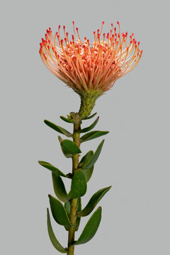 Close up of beautiful orange and red protea sugarbush flower against gray background
