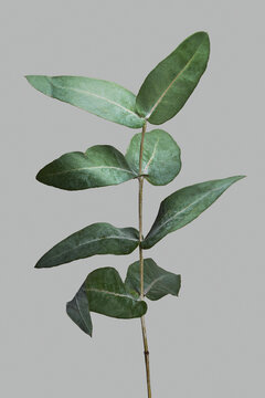 Single eucalyptus branch with green leaves against gray background
