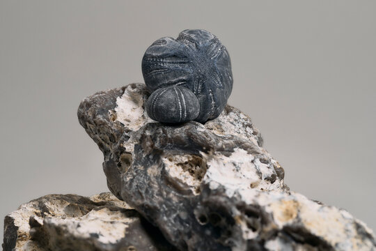 Close up of fossilized sea urchins on top of rock on gray background
