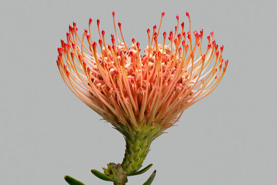 Close up of beautiful red and orange protea sugarbush flower on gray background
