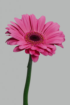 Close up of beautiful, delicate pink gerbera daisy stem on gray background
