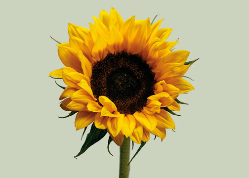 Studio shot close up of vibrant yellow sunflower against pale green background
