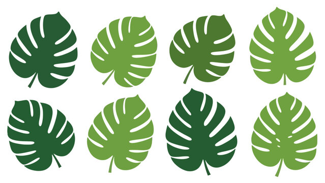 Tropical Monstera Leaves Graphic Set: Vector Design Elements for Creative Projects