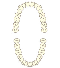 歯列　上顎と下顎 © koti