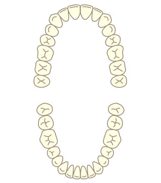 歯列　上顎と下顎