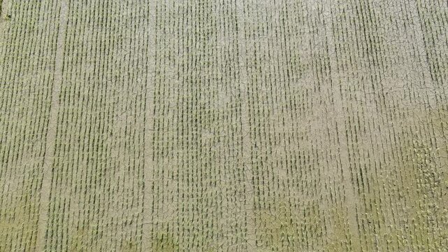 beautiful rice fields that have just been planted with rice and so on