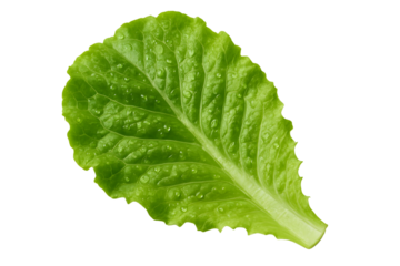 fresh green leaf lettuce