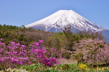 Fototapeta premium 満開の桜と富士山