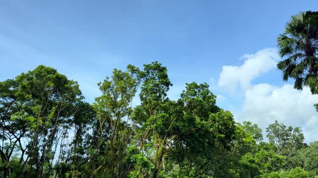 Wide view tropical foliage against a serene blue sky and scattered white clouds. Cinematic Nature video