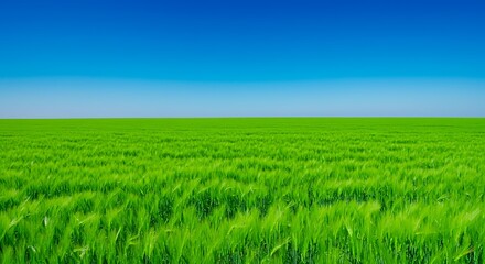 Fototapeta premium Vast Green Field of Grass Under Bright Blue Sky in Natural Landscape