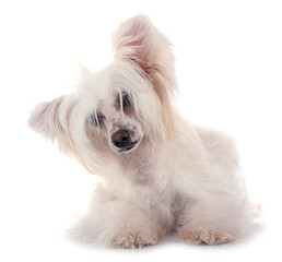 Chinese Crested Dog Powderpuff