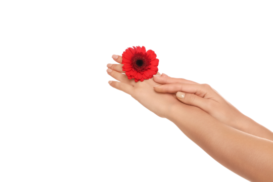 Elegant hands holding a bright red flower, isolated on white, PNG