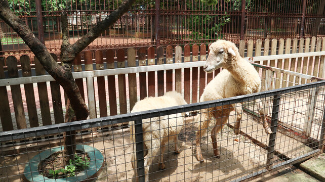Sheep in the sheep pen on the farm