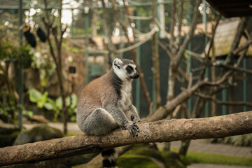 Obraz premium Lemur resting on a tree branch within a lush environment