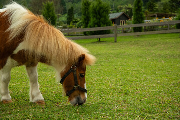 Pony with brown and white coat grazing on lush green grass