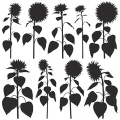  A series of silhouette illustrations of sunflowers in various stages of bloom and growth, arranged in a visually balanced composition. 