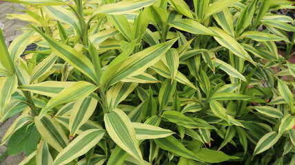 Dracaena reflexa, also known as Song of India. This plant is a popular houseplant native to Mozambique, Madagascar, and other islands in the Indian Ocean