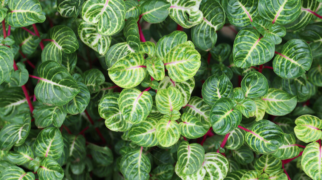 iresine herbstii (also known Iresine herbstii, Herbst's bloodleaf, Amaranthaceae, chicken gizzard plant, Iresine diffusa,Bayam Merah) flower.