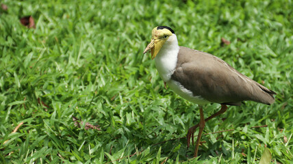 masked lapwing (Vanellus miles) on nature background
