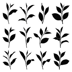 A collection of twelve minimalist, black silhouette illustrations of young tea plant sprigs, arranged in a 3x4 grid against a stark white background.
