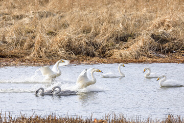 北海道千歳市、着水する白鳥の群れ【11月】