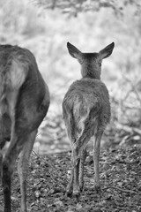 Fawn and mother deer seen from behind in an autumn forest.