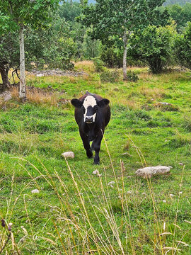 A cute, black cow in a summer pasture.