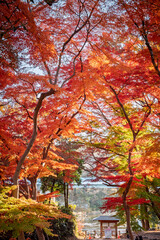 Naklejka premium 雀宮公園の燃えるような紅葉