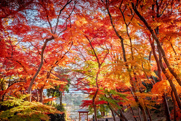 雀宮公園の燃えるような紅葉