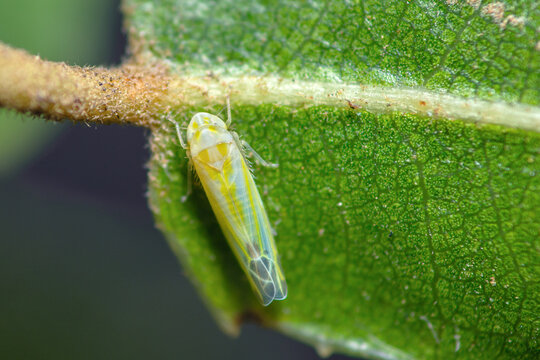 Selective focus on a microleafhopper on a leaf, Lindbergina Aurovittata leafhopper