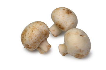 The classic mushroom shape: a round cap and a cylindrical stem. The shot emphasizes freshness, integrity, and the product's presentation for a display.