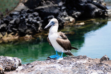 Portr&auml;t eines Blaufu&szlig;t&ouml;lpels auf einer Galapagos Insel