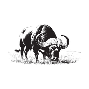 Black and white sketch of an african buffalo grazing in grass