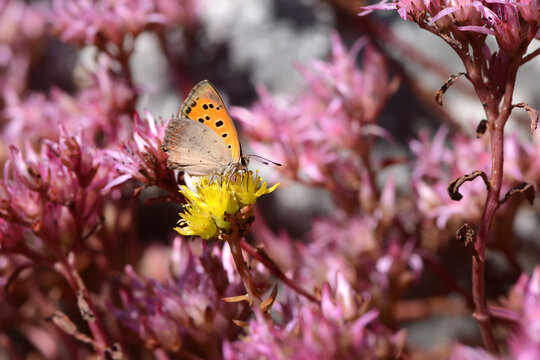 Schmetterling 1415