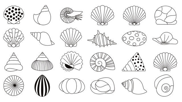 Collection of diverse seashell illustrations, showcasing various shapes and patterns for summer or marine themes.