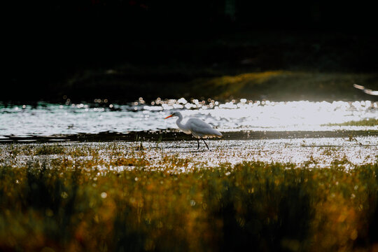 ducks on the lake