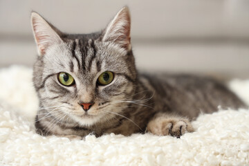 Grey striped cat lying on soft plaid