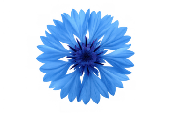 Blue cornflower bloming, botanical centaurea cyanus isolated on transparent background, symbolizing nature and floral beauty