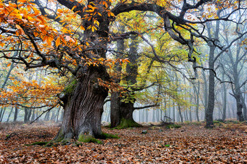 Casta&ntilde;os centenarios en oto&ntilde;o