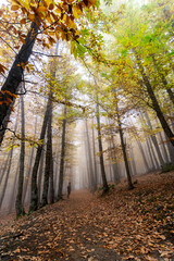 Niebla en el Casta&ntilde;ar de El Tiemblo en oto&ntilde;o