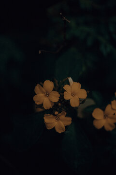 yellow flowers on a black