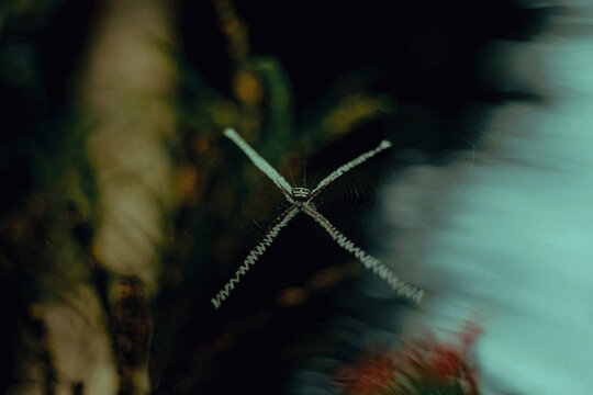 spider on web
