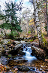 Oto&ntilde;o en el Abedular de Canencia