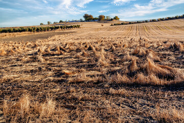 Rastrojos en verano