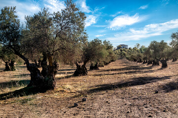 Casa de campo en el olivar