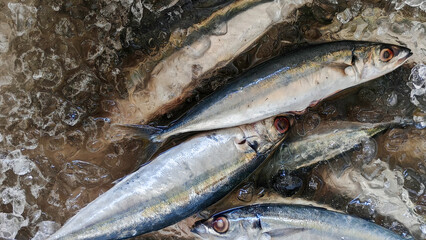 Close-up of Fresh Silver and Blue Slender Mackerel Fish on Crushed Ice at Market