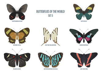 Butterflies of the world -5.eps