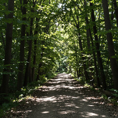 path in the forest